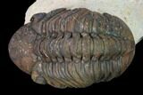 Reedops Trilobite - Foum Zguid, Morocco #165965-2